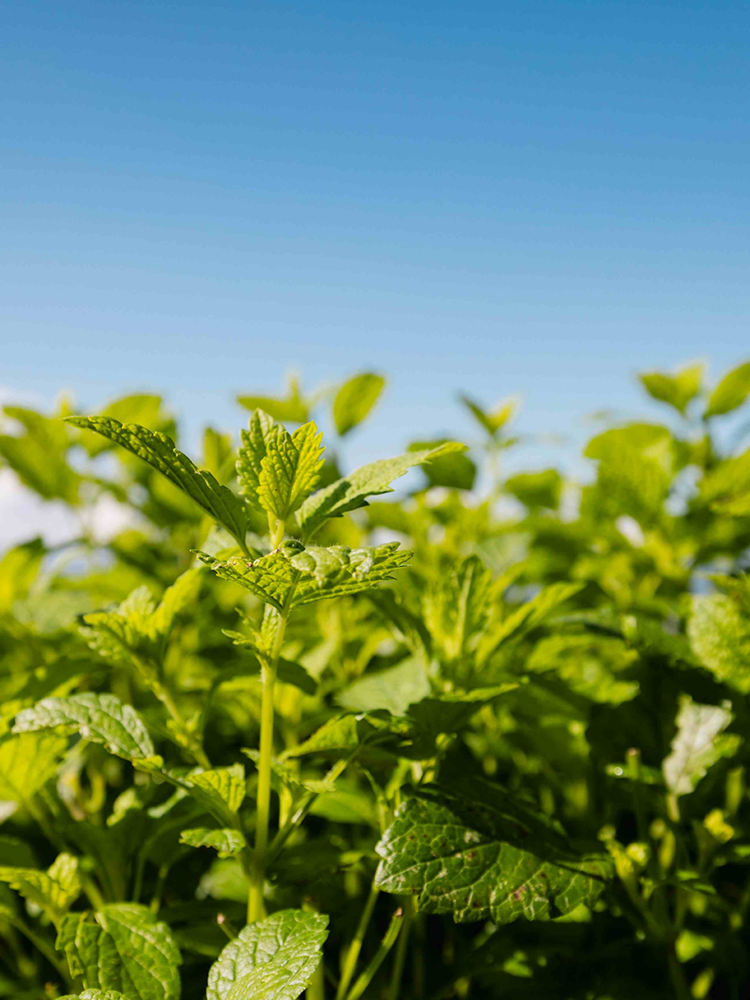 Herb Garden Nenzlingen